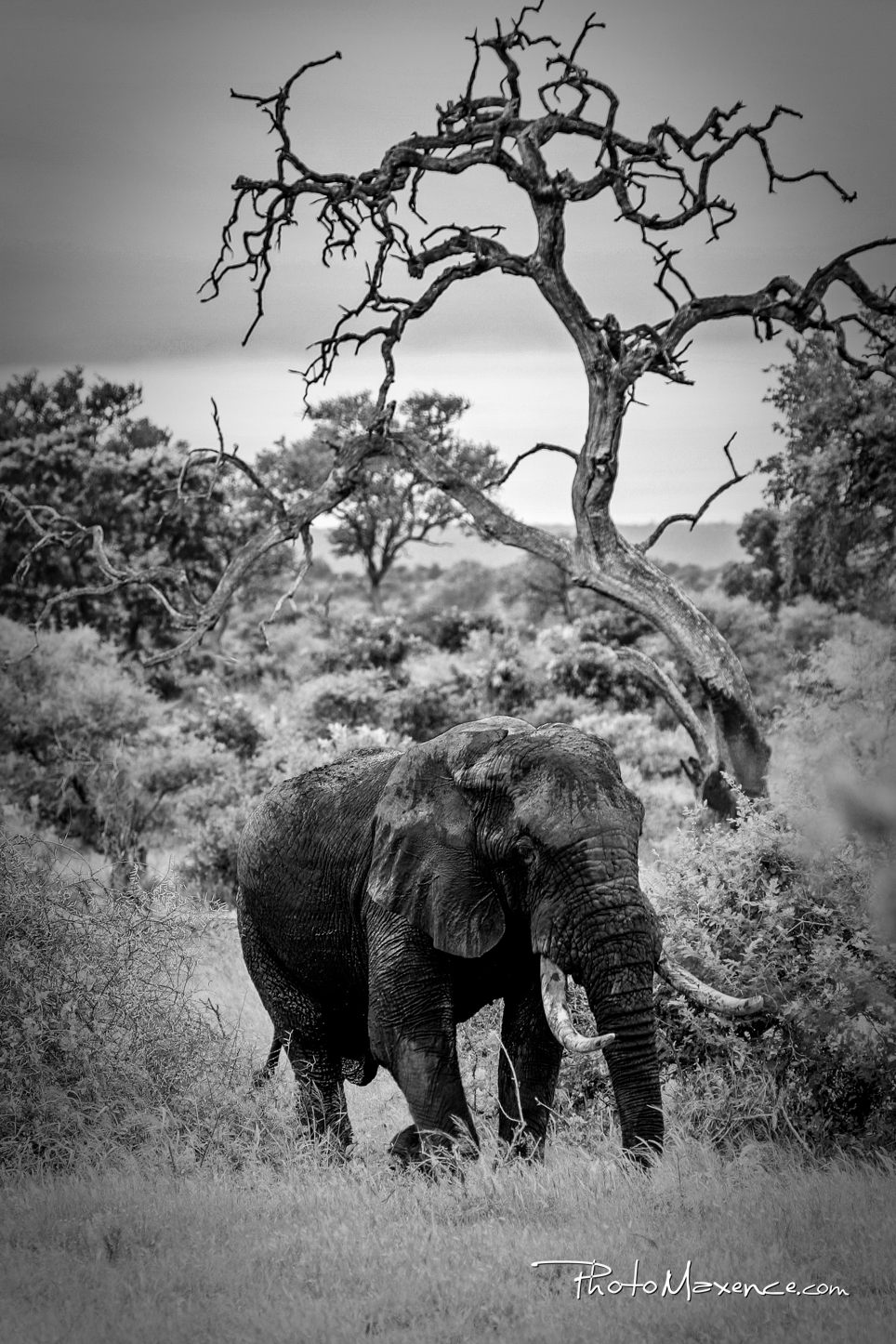 Elephant en Afrique du Sud
