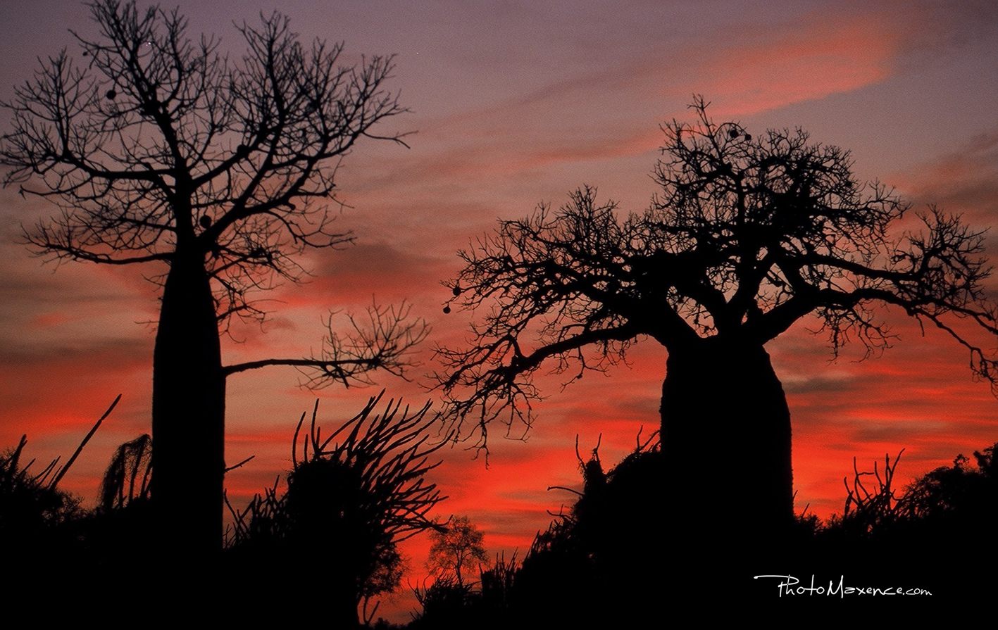 Baobab,  Madagascar